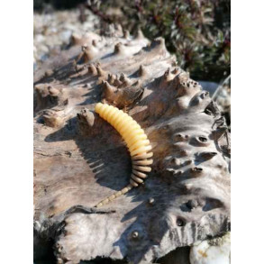 Tanta 51mm / 9ks - Dipované umělé nástrahy FishUP