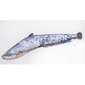 Sumec velký mini (Catfish mini) - 62 cm polštář GP-780224 GABY