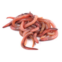 Žížala DENDROBENA