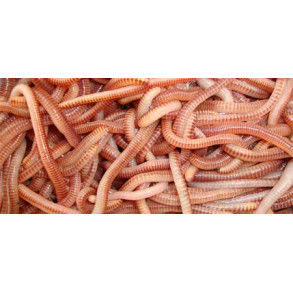 Žížala DENDROBENA